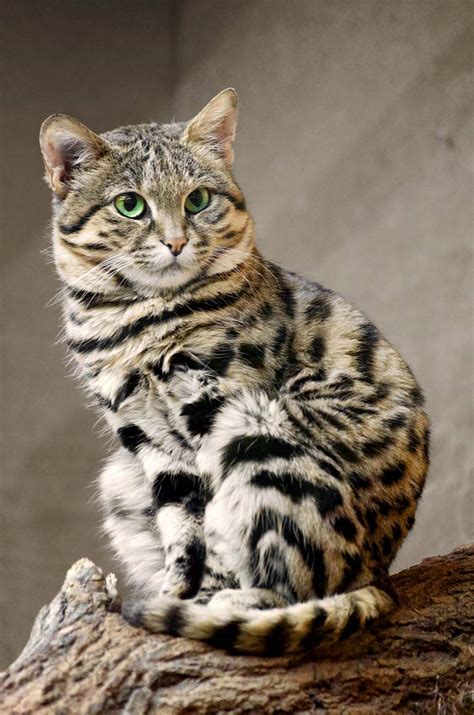 Black footed cat pet. Things To Know About Black footed cat pet. 